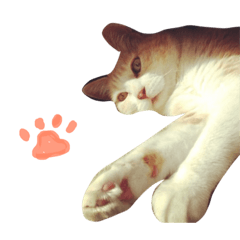 [LINEスタンプ] 片山ターフィー