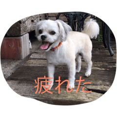 [LINEスタンプ] 十犬十色