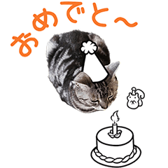 [LINEスタンプ] 動かないうちの猫を動かしてみた件