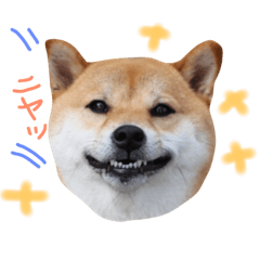 [LINEスタンプ] 柴犬 こうめの独り言
