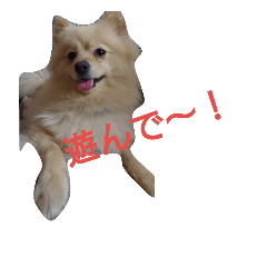 [LINEスタンプ] モコモコ ポメスタンプ