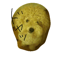 [LINEスタンプ] 今日のしえるん