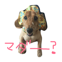 [LINEスタンプ] ミニチュアダックスのモモとレモン