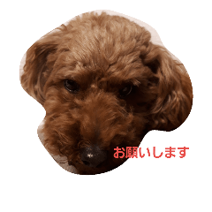 [LINEスタンプ] dog like music