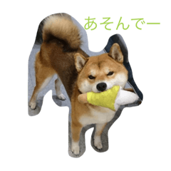 [LINEスタンプ] 対馬あびるさんスタンプ