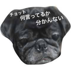 [LINEスタンプ] 美パグのだいふくちゃん