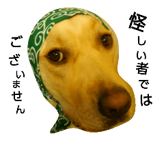 [LINEスタンプ] Labrador Retriever_max＆snowbell _