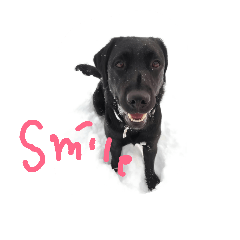 [LINEスタンプ] Labrador Retriever_max ＆snowbell _ 2