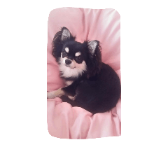 [LINEスタンプ] Japaneseprettypet