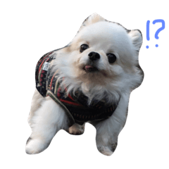 [LINEスタンプ] Mydog Roco
