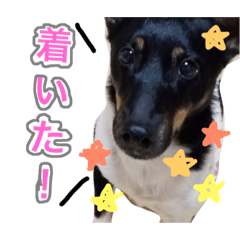 [LINEスタンプ] 小次郎の小言