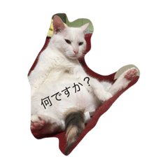 [LINEスタンプ] 我が家の猫スタンプ 3匹の猫たち