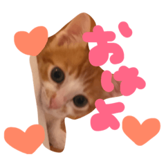 [LINEスタンプ] 猫のpopo★