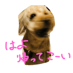 [LINEスタンプ] もこだよ！！！！！