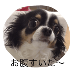 [LINEスタンプ] 3dogs is family