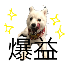 [LINEスタンプ] ALII＆PIPI stanp