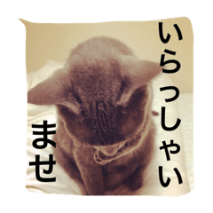 [LINEスタンプ] 癒しネコぷる〜