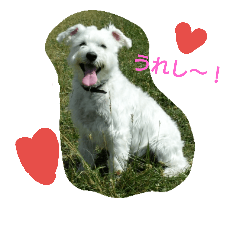[LINEスタンプ] ミニチュアシュナウザー♡(ナムくん)