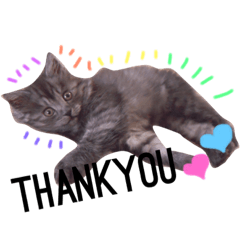 [LINEスタンプ] 愛猫レオちゃん