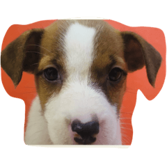 [LINEスタンプ] 私の犬たち