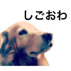 [LINEスタンプ] コロすけ。第二弾