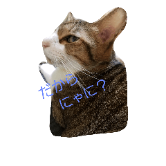 [LINEスタンプ] 可愛い猫れーくん