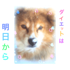 [LINEスタンプ] 愛犬 チョコ マロン