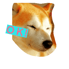 [LINEスタンプ] 柴犬コタロウ