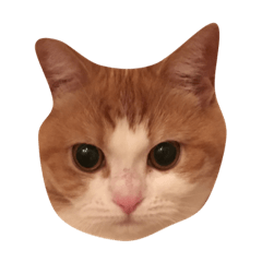 [LINEスタンプ] 立ち耳スコ たま美 1