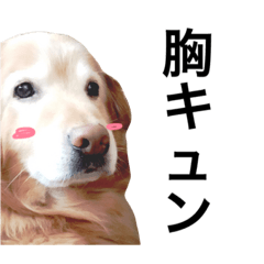 [LINEスタンプ] コロすけ。第三弾