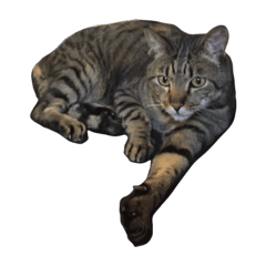 [LINEスタンプ] 猫のとらじ①