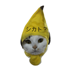 [LINEスタンプ] ありんくりんまりんのスタンプ