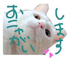 [LINEスタンプ] 雑な大福(猫)