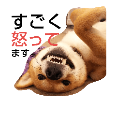 [LINEスタンプ] 大吉スタンプ！！！！！！！