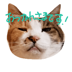 [LINEスタンプ] あずちゃまあんでん
