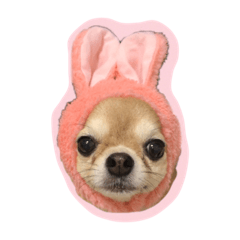 [LINEスタンプ] チワワのまぁりーちゃん
