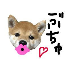 [LINEスタンプ] 柴犬LaLaちゃん♡