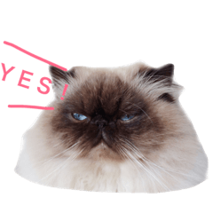 [LINEスタンプ] おじさん顔の猫ぐーぐーです