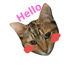 [LINEスタンプ] ハロー！カンタビーレ！