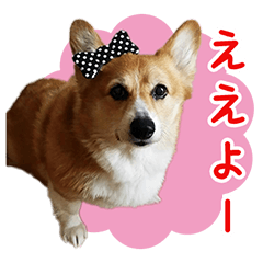 [LINEスタンプ] コーギー犬♥ちき2