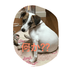 [LINEスタンプ] ジャック ニコル