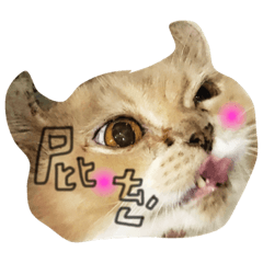 [LINEスタンプ] lazy lazy cat！