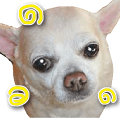 [LINEスタンプ] 小さい犬チワワが可愛く 挨拶の画像（メイン）