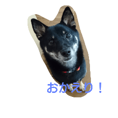 [LINEスタンプ] shibainu TUBAKI