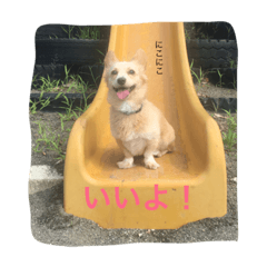 [LINEスタンプ] チワックスの虎鉄！