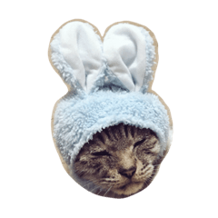 [LINEスタンプ] いぬねこいっぱい