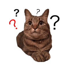 [LINEスタンプ] だいすききっき