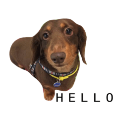 [LINEスタンプ] Dachshund Dog Jumping