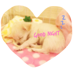 [LINEスタンプ] アメリアチャンスタンプ
