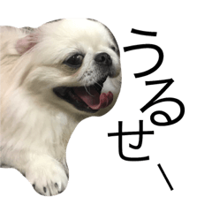 [LINEスタンプ] 我が家のわがまま犬たち。